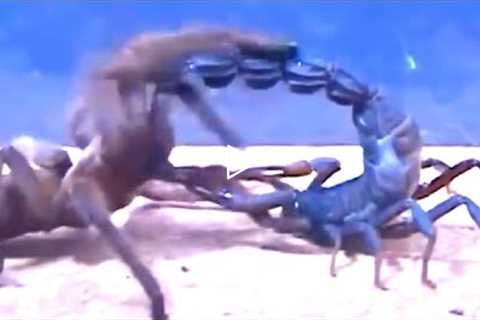 Tarantula vs Scorpion, a Centipede and even Snake
