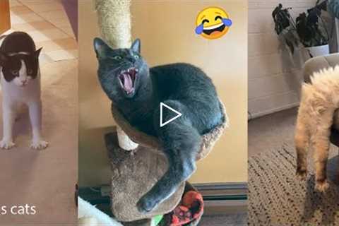 Funny Cats Youtube Animals Videos I Clips Cats