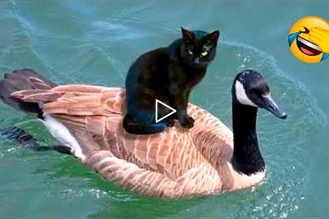 Funny Animal Videos 2022 😂 - Funniest Cats And Dogs Videos 😺😍 #20