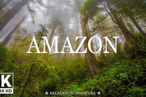 AMAZON 4K 🌿 Scenic Relaxation Film With Calming Music Along With Beautiful Nature Videos