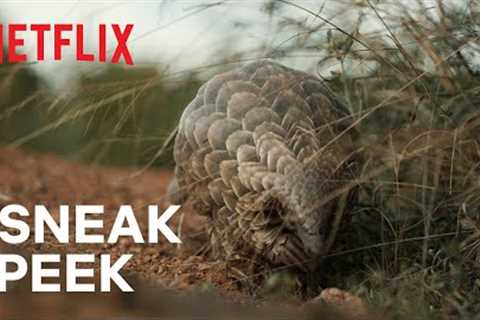 Pangolin: Kulu’s Journey | Sneak Peek | Netflix